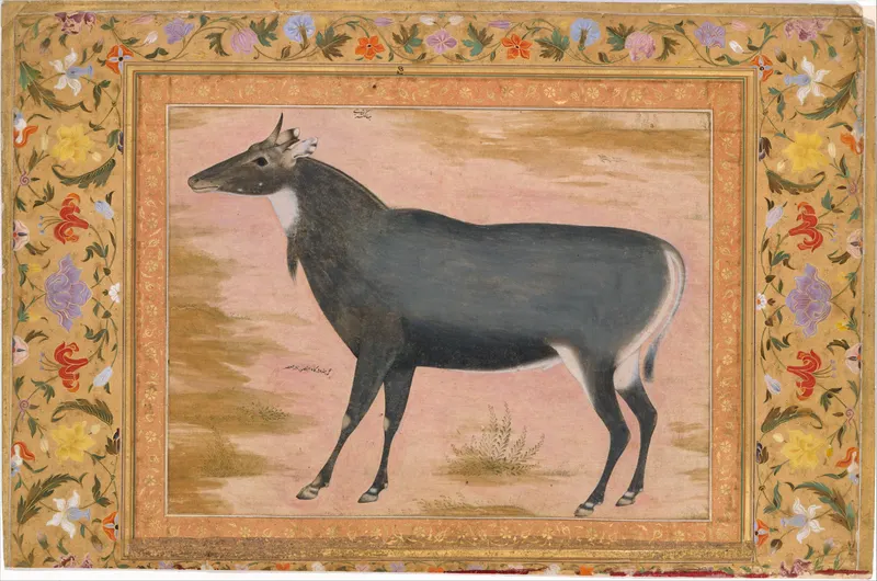 Nilgai